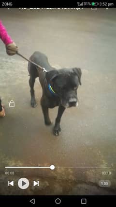 cane Corso mall xcheg karna he