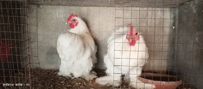 Breader White Bantam pair 0