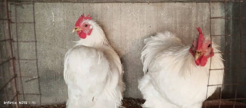 Breader White Bantam pair 1