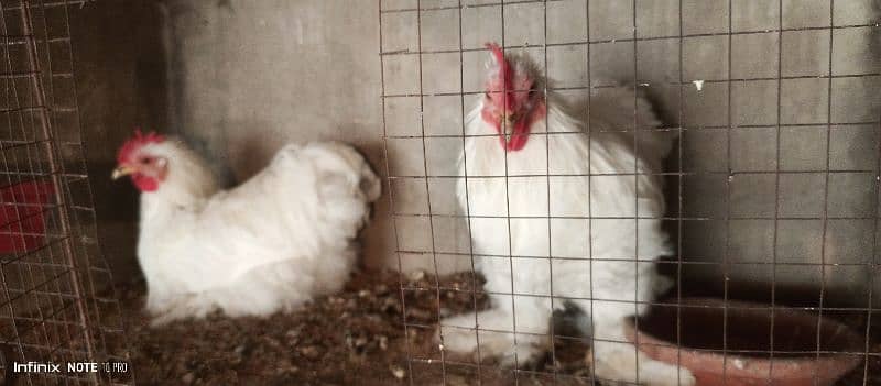 Breader White Bantam pair 2