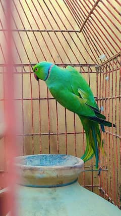 green ringneck male