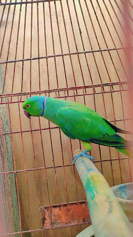 green ringneck male 1