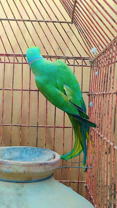 green ringneck male 2