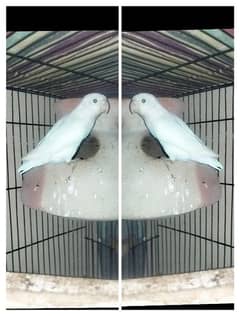 Urgent sell Albino PS Breeder pair with patha and Eggs