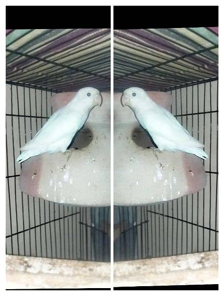 Urgent sell Albino PS Breeder pair with patha and Eggs 0