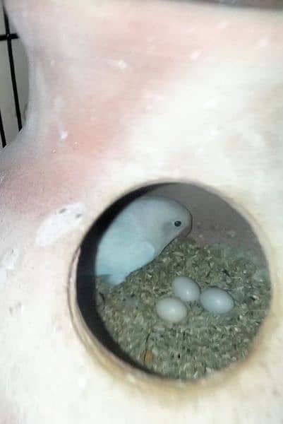 Urgent sell Albino PS Breeder pair with patha and Eggs 1