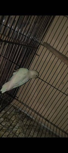 Urgent sell Albino PS Breeder pair with patha and Eggs 2