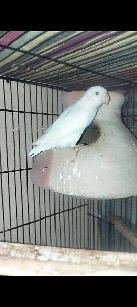 Urgent sell Albino PS Breeder pair with patha and Eggs 4