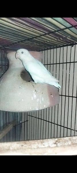 Urgent sell Albino PS Breeder pair with patha and Eggs 5