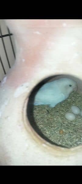 Urgent sell Albino PS Breeder pair with patha and Eggs 6