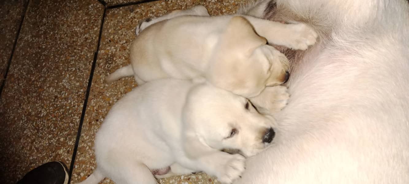 Male and Female Pedigree Labrador | 2 months old | 0