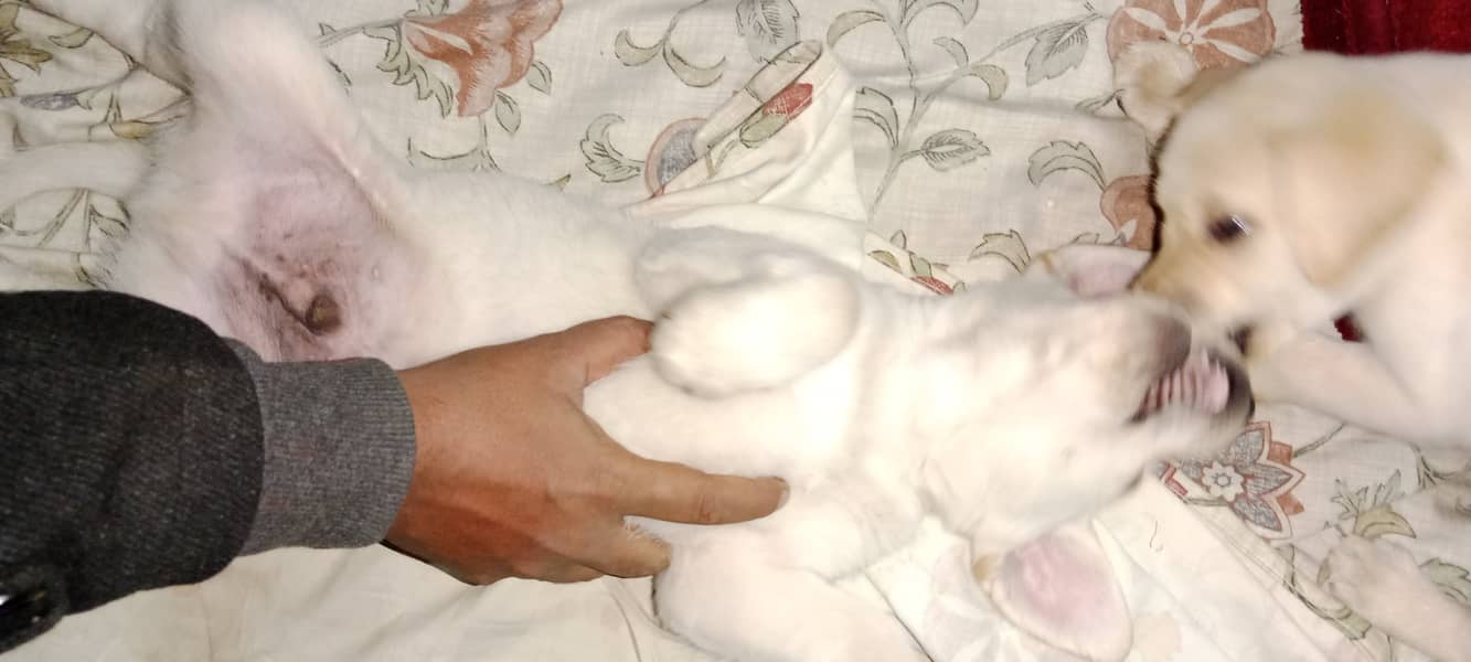 Male and Female Pedigree Labrador | 2 months old | 1