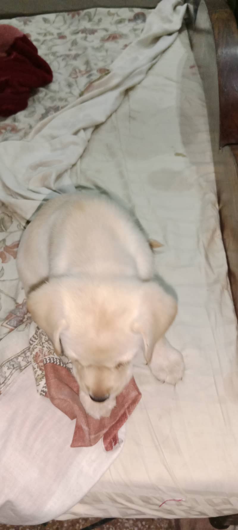 Male and Female Pedigree Labrador | 2 months old | 2