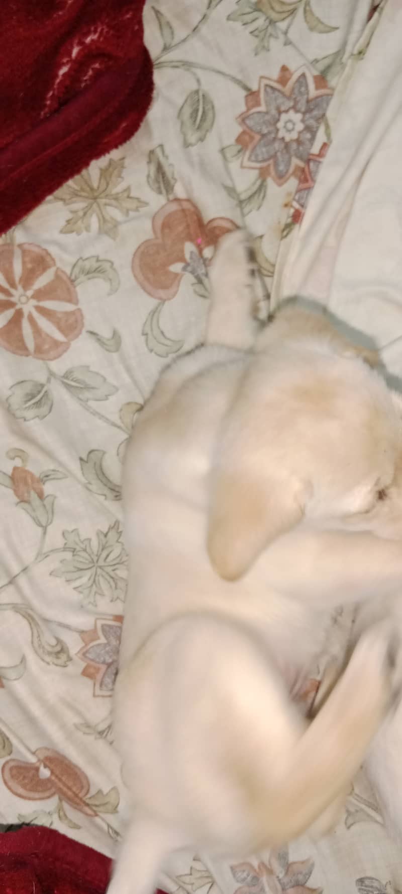 Male and Female Pedigree Labrador | 2 months old | 3