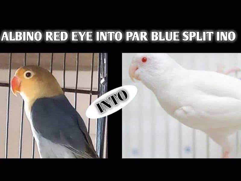 albino red eyes pair 5500 3