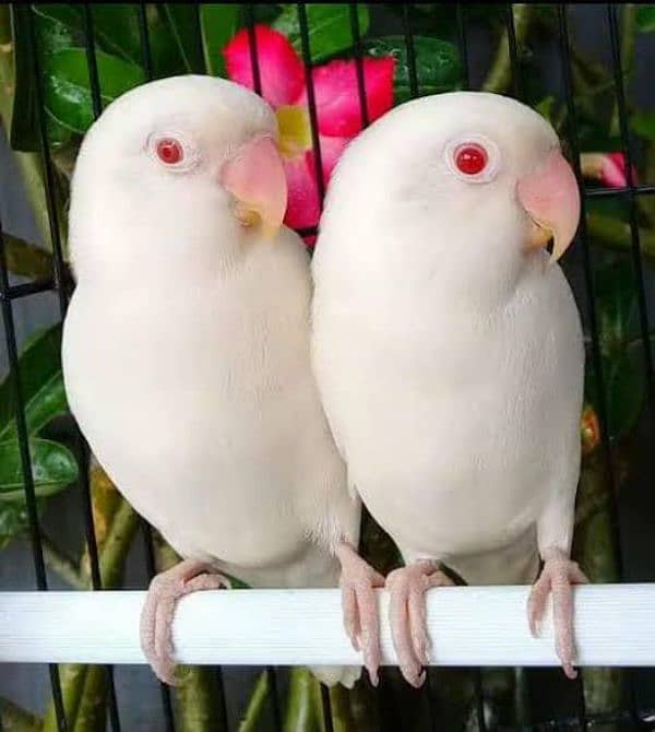 albino red eyes pair 5500 6