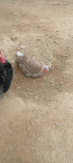 turkey  birds