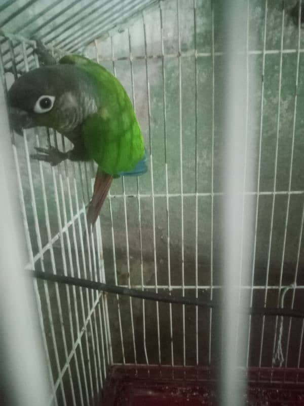 green chicken for sale 2