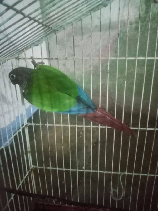 green chicken for sale 3