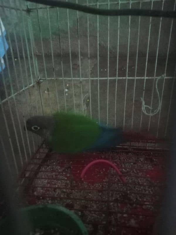 green chicken for sale 4