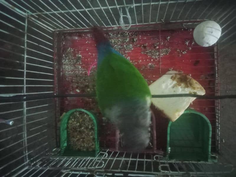 green chicken for sale 5