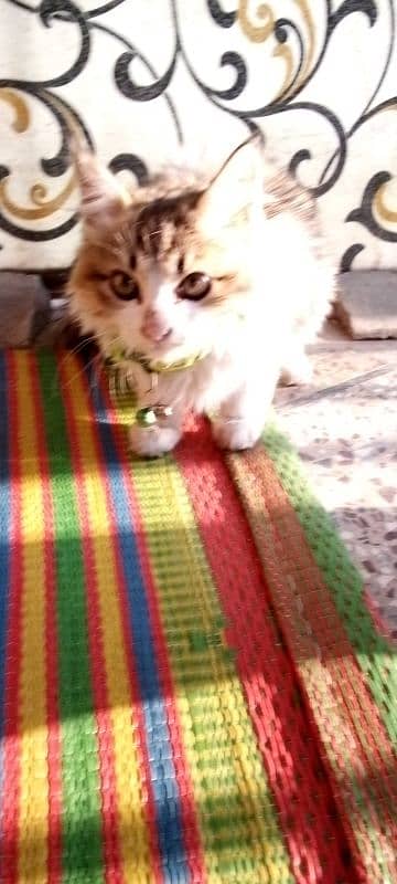 White and brown brown eyes , healthy and active Persian cat available 2