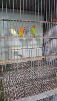 1 year lovebirds 2 pair for sale