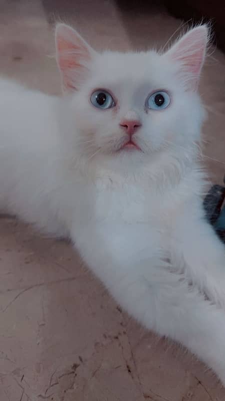 persian cat with white coat & blue eyes 0