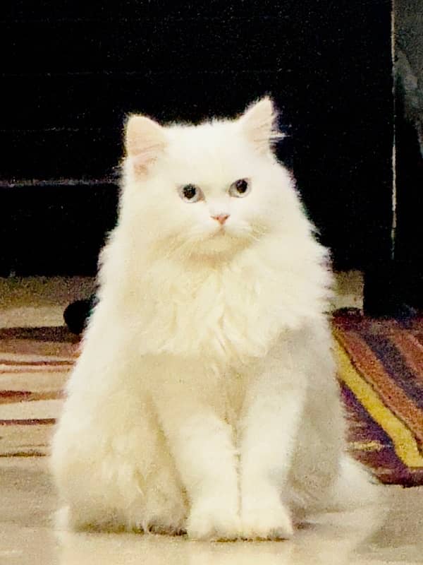 persian cat with white coat & blue eyes 1