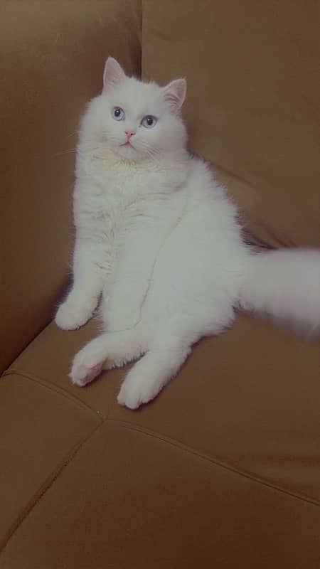 persian cat with white coat & blue eyes 2