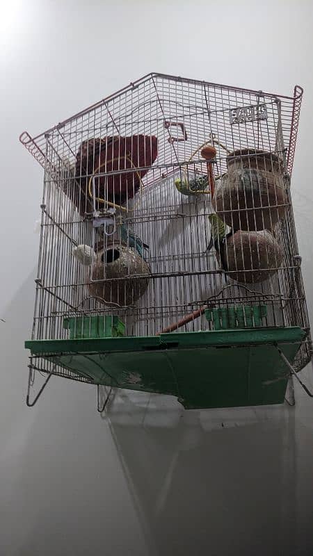 parrots with cage 0