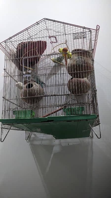 parrots with cage 1