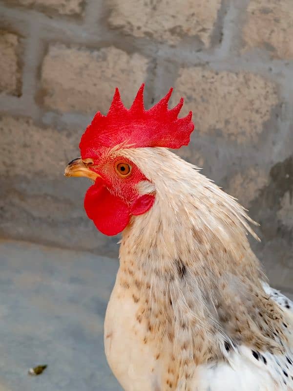 Umer Zaib Chicken Farming 11