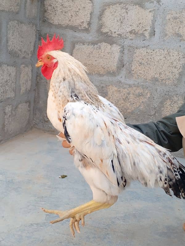 Umer Zaib Chicken Farming 13