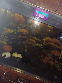 fish tank with all fishes