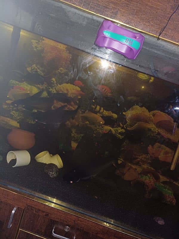 fish tank with all fishes 0