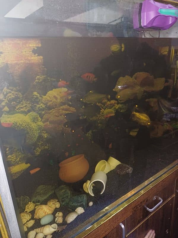 fish tank with all fishes 1