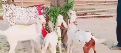 Desi Bakri 3 bacchon ke sath for sale WhatsApp on 0311,7478,299