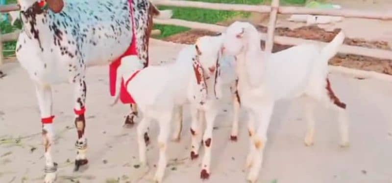 Desi Bakri 3 bacchon ke sath for sale WhatsApp on 0311,7478,299 2