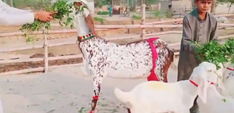 Desi Bakri 3 bacchon ke sath for sale WhatsApp on 0311,7478,299 3