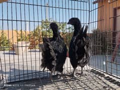 ayam cemani murghi for sell. . . full active. . .