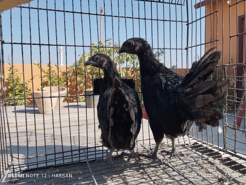 ayam cemani murghi for sell. . . full active. . . 1