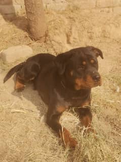 Rottweilerfemale urgent sell