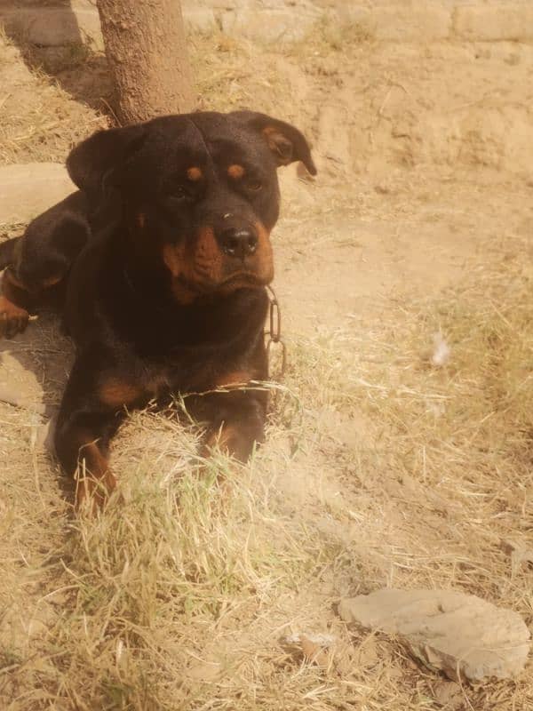 Rottweilerfemale urgent sell 1