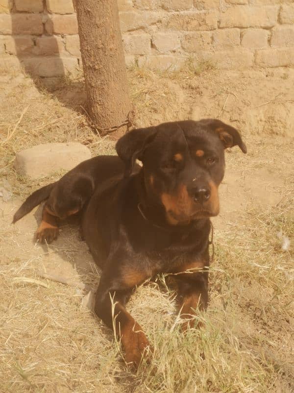 Rottweilerfemale urgent sell 2