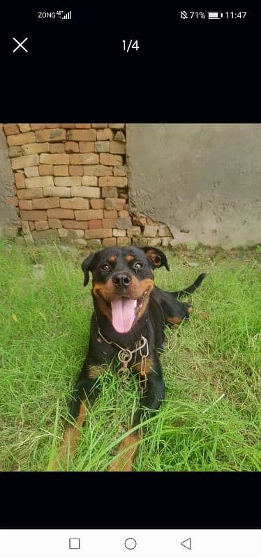 Rottweilerfemale urgent sell 3