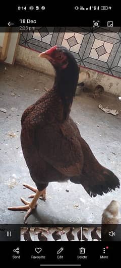 mianwali madi with 7 chiks for sale