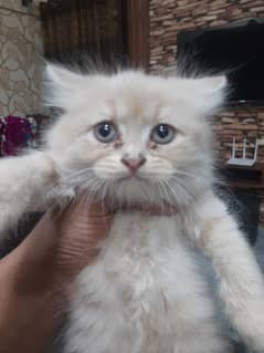 PERSIAN TRIPPLE COATED BLUE EYES KITTENS FOR SALE