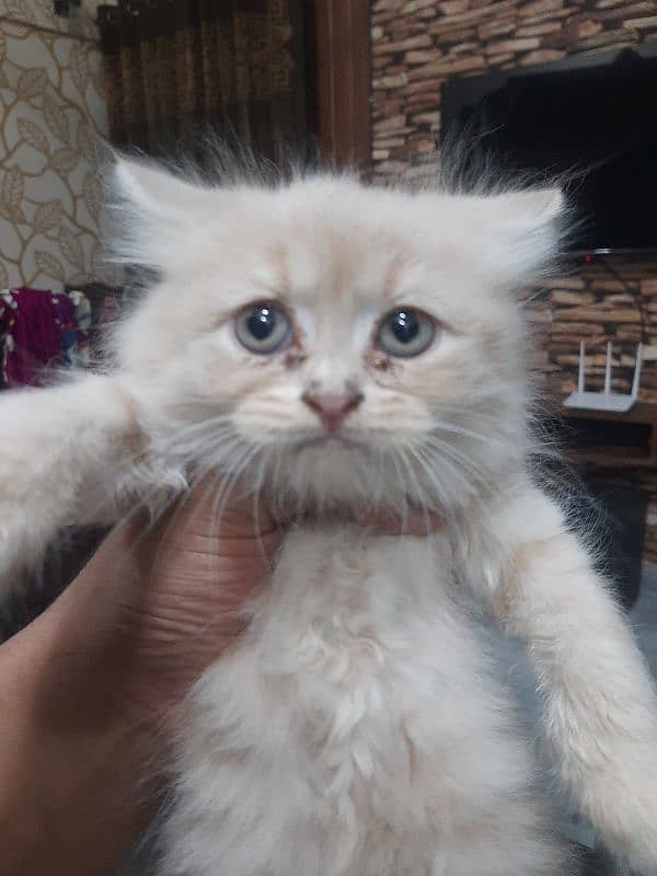 PERSIAN TRIPPLE COATED BLUE EYES KITTENS FOR SALE 0