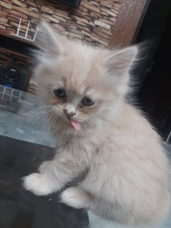 PERSIAN TRIPPLE COATED BLUE EYES KITTENS FOR SALE 1